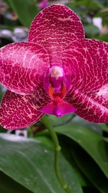 Phalaenopsis Mituo King 'Camomiles beef' смотреть онлайн