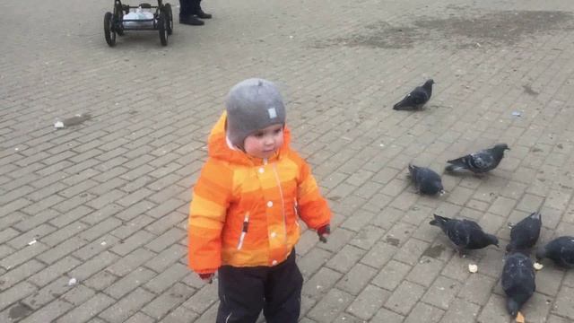 кормление голубей смотреть онлайн