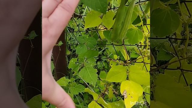 Моя фасоль вьющаяся . Сорт Огненно красная . Фасоль великан . смотреть онлайн