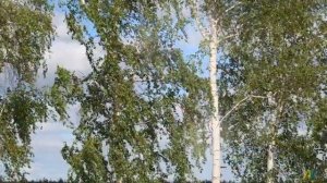 Константин Степанов - караоке
