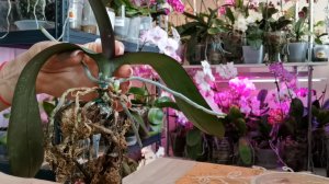 Пропали корни Несчастье помогло| Разбила аппаратуру 😱| Пересадки орхидей| Триферн не понравился