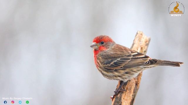 Такая красивая мелодия, что я плачу слушая... Шедевр. The most beautiful melody in the world. смотреть онлайн