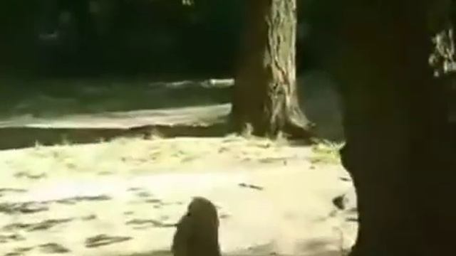 Шустрик и друзья, тренировки на тренажерах котов, Shustrik, yard cats, Светлана Копылова, Киев смотреть онлайн