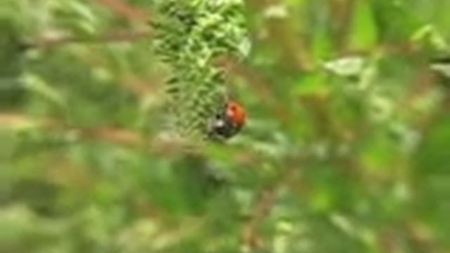 Coccinella septempunctata . смотреть онлайн