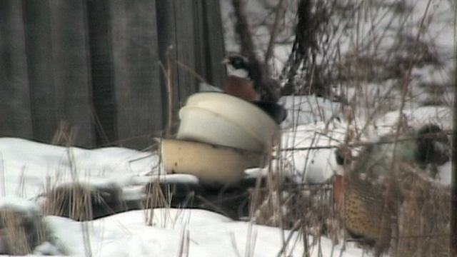 ПТИЦЫ_Фазаны во дворе