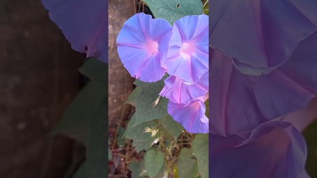 Ipomeia lindas flores (Convolvulaceae, com mais de 500 espécies) смотреть онлайн