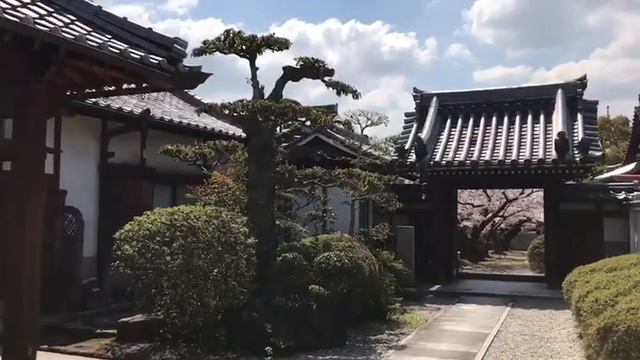 SINTO TEMPLE AND SAKURA. СИНТО ХРАМ И САКУРА смотреть онлайн