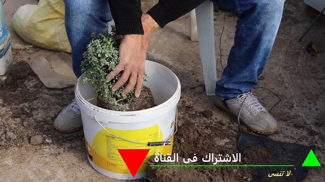 ليه تشتري زعتر تعلم زراعة ورعاية الزعتر أو البردقوش في المنزل بكل سهوله смотреть онлайн