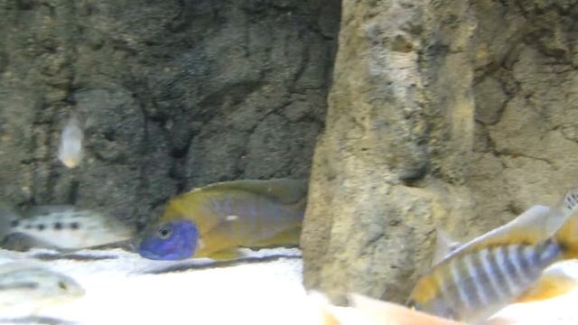 Aulonocara Benga смотреть онлайн