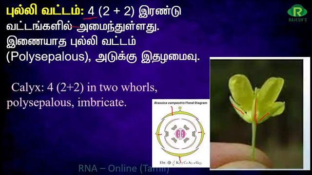 Cruciferae / Brassicaceae / Mustard Family / Rajesh NEET Academy (RNA) / @rajeshneet / RNBT / RNA смотреть онлайн