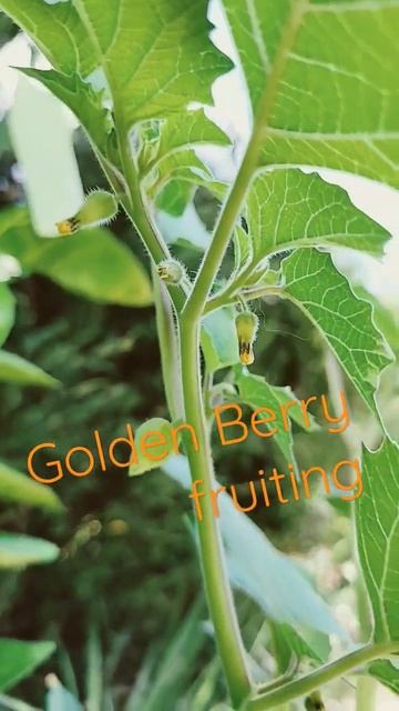 Golden Berries fruit in abundance wonderful plant to grow in containers and consistently water/feed смотреть онлайн