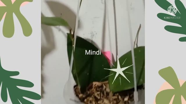 Hoya Fusco Marginata❤️🇲🇨 смотреть онлайн