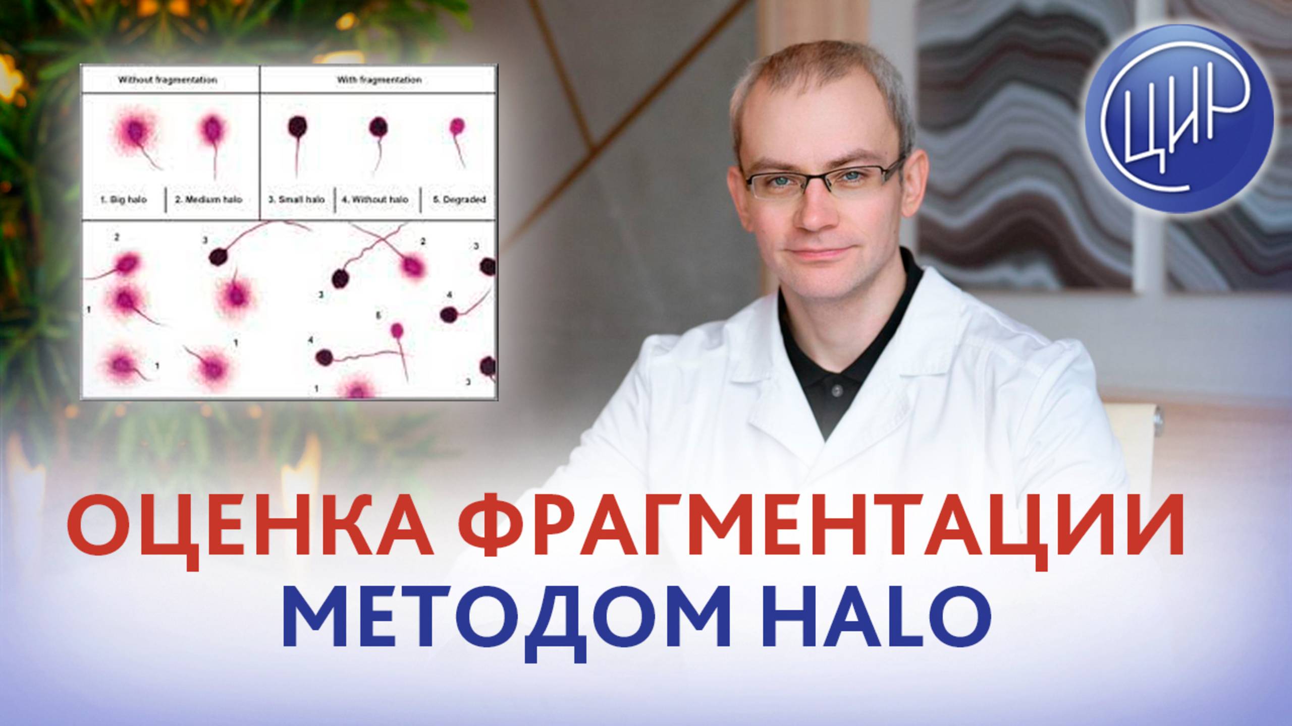 Фрагментация ДНК сперматозоидов. Оценка фрагментации методом Хало. Живулько А.Р. смотреть онлайн