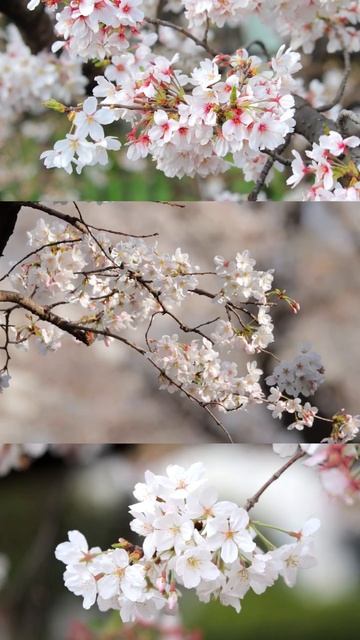 Cherry Blossoms | Japan Shorts смотреть онлайн