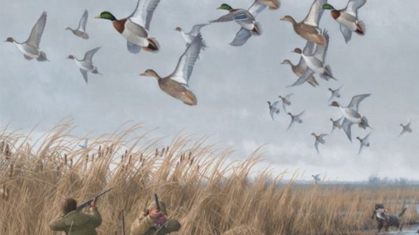 Охота на утку