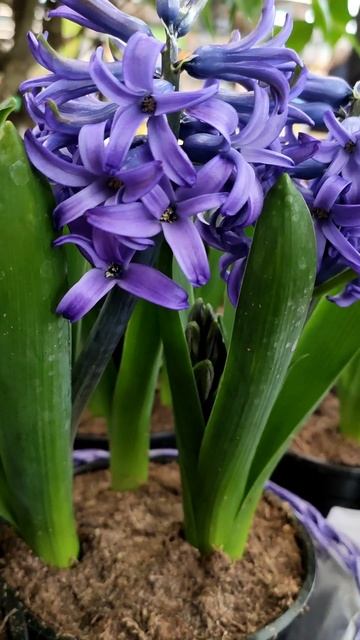 ГИАЦИНТ БЛЮ ПЕРЛ /МНОГОЛЕТНИЕ САДОВЫЕ ЦВЕТЫ