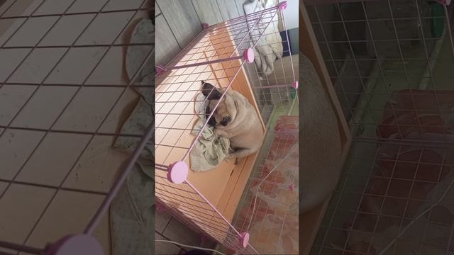 Что делает Непутевая мать (мопс) в отсутствии хозяев. смотреть онлайн