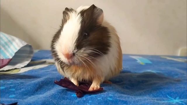 my baby eating tomato and repollo ._.? asmr?? perdon no speak inglish ;w; смотреть онлайн