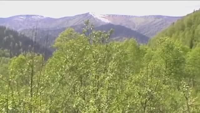 ВИДЕОФИЛЬМЫ АЛЕКСАНДРА МАЛКОВА: Ах, лето! (Природа Кузбасса, июнь - 2014)