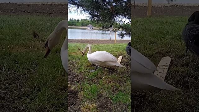 Лебеди, которые улетели с севера на тот самый юг , в лебединый рай #краснодар смотреть онлайн