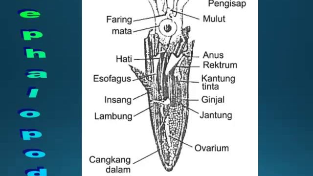 KINGDOM ANIMALIA INVERTEBRATA смотреть онлайн