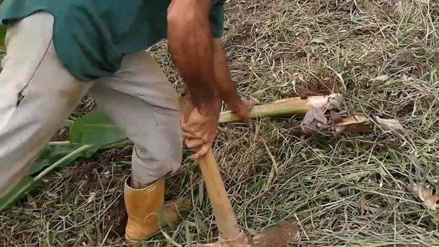 Passo a passo, plantando (muda de bananeira). смотреть онлайн