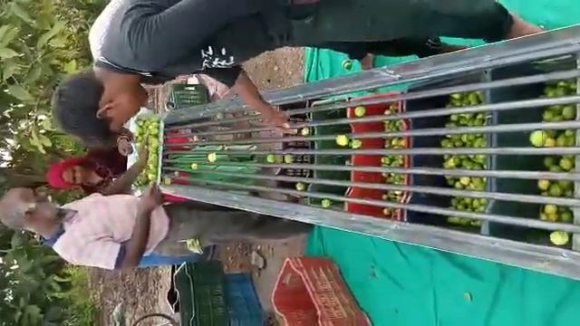 Lemon Grading Mashin