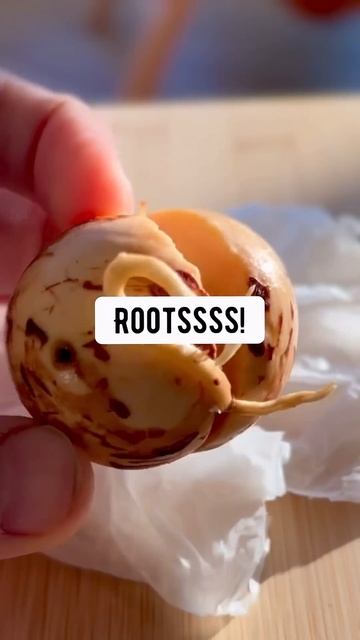 DIY Avocado Tree with an Avocado from the Store | creative explained смотреть онлайн