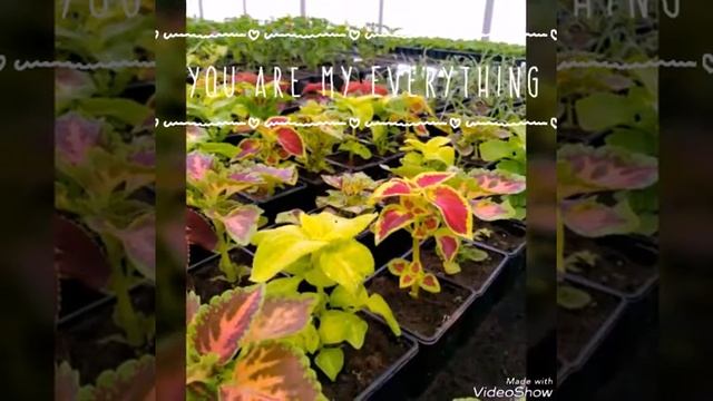 Южные цветочки смотреть онлайн