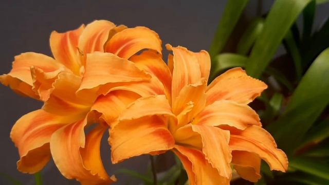 HEMEROCALLIS FULVA 'KANSO' #hemerocallis #flower смотреть онлайн