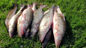 Рыбалка проверенным дедовским методом.Рыбалка на судака в Астрахани.