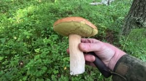 За грибами в Карелии, Беломорский район, часть 5