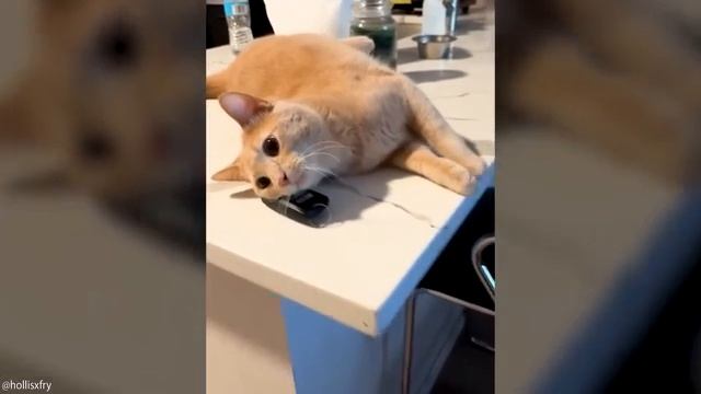 забавные животные)