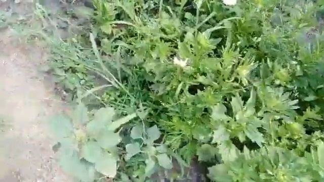 Мои цветочки в июле. смотреть онлайн