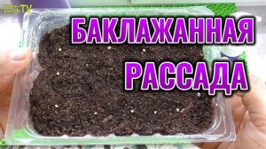 Баклажаны 🍆 проросли через несколько дней 😱 Как вырастить крепкую рассаду в домашних условиях 🌱
