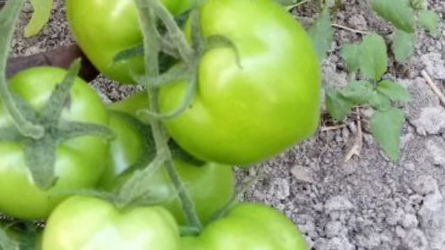 pomidor yig'lagani смотреть онлайн