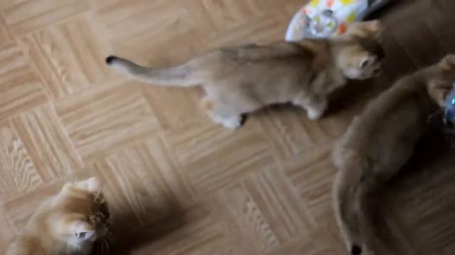 Золотые шотландцы смотреть онлайн