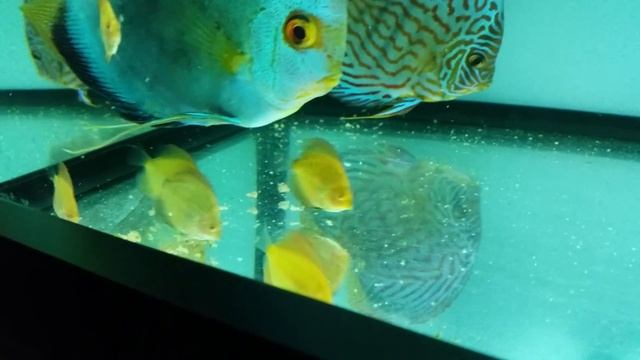 Discus babies 5 weeks 5days смотреть онлайн