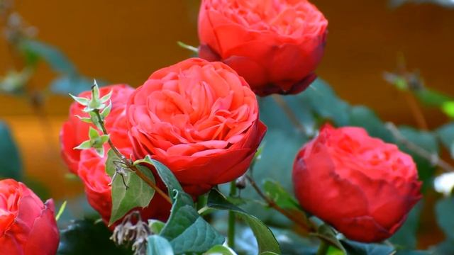 Roses 3879 смотреть онлайн