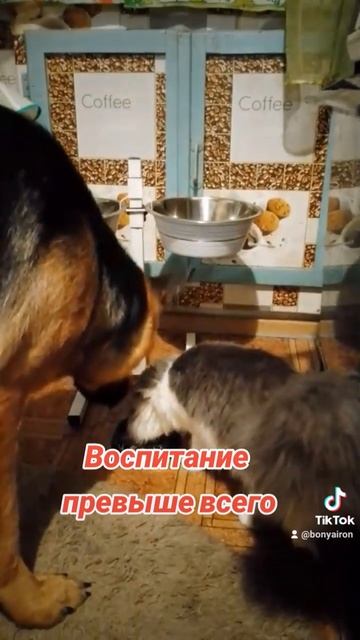 #немецкаяовчарка #cat #юмор смотреть онлайн