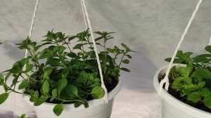 переезд петунии  в теплицу, #ампельная петуния #теплицауход