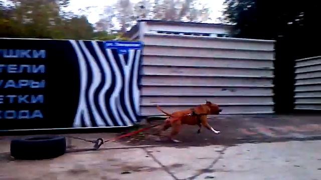 АСТ БЭСТ ЭЛЛИ'С ДРАЙВ ЭЛАЙТ ЧЕМПИОНС. Силовой треннинг стаффов. смотреть онлайн