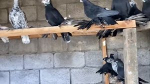 Узбекские голуби средней Азии Кыргызстан город )))Токмок ! 2023г