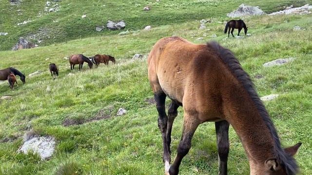 Табун диких лошадей высоко в горах смотреть онлайн
