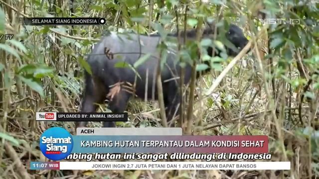 Penemuan Hewan Kambing Hutan Asli di Pulau Sumatera - SSI смотреть онлайн