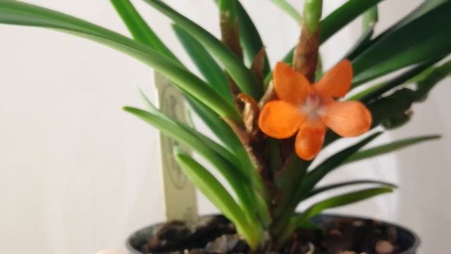 Ceratostylis Restiquama