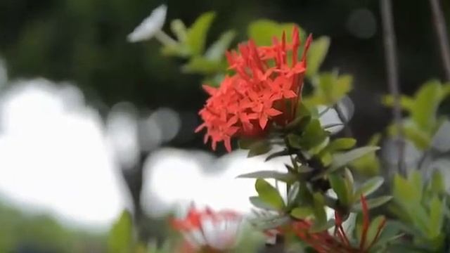 гр гатфар- лезги чил 1998 года