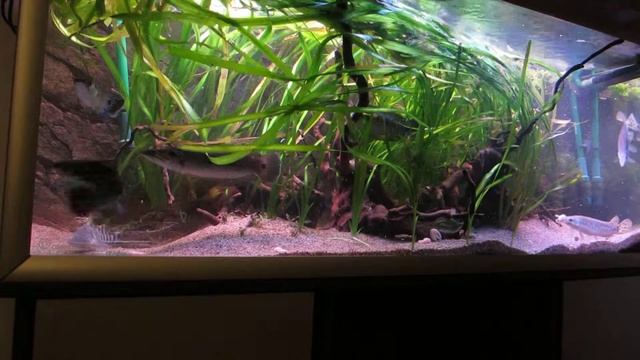 Channa pleurophthalma feeding time смотреть онлайн