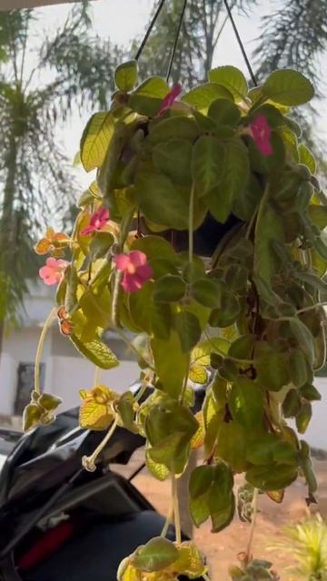 Episcia || fast growing hanging plant || #shorts #plants смотреть онлайн