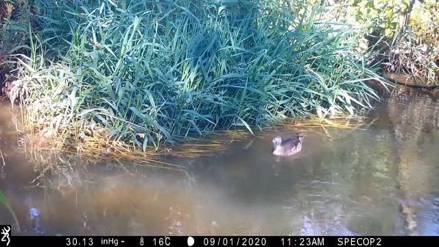 Female mandarin duck смотреть онлайн